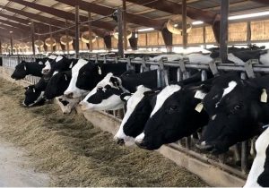 دست رانت‌خواران واردات نهاده در جیب دامداران