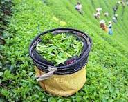 پایان خرید تضمینی برگ سبز چای؛ نزدیک به ۹۸ هزار تن برگ سبز چای خریداری شد