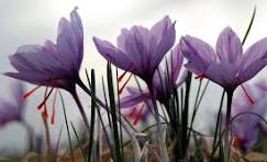 درد خامفروشی با راهاندازی پالایشگاه گیاهان دارویی درمان میشود؟