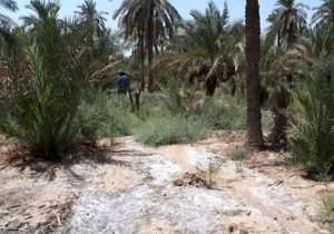 افزایش ۲۳ درصدی شوری خاک خوزستان در ده سال