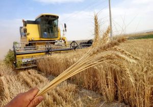 کشاورزی ایران در گرو الگوی کشت عملیاتی و عملیاتی شدن الگوی کشت