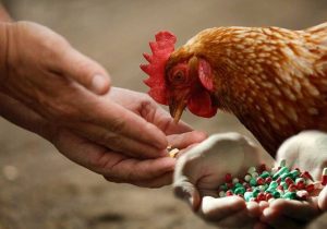 استفاده بی‌رویه از آنتی‌بیوتیک‌ها در دامداری و کشاورزی مقاومت میکروبی را تشدید می‌کند