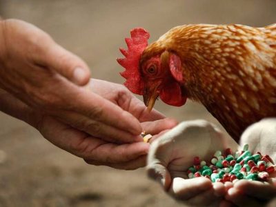 استفاده بی‌رویه از آنتی‌بیوتیک‌ها در دامداری و کشاورزی مقاومت میکروبی را تشدید می‌کند