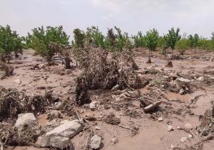 بزرگترین چالش کشاورزی کمآبی و بهرهوری پایین آب است