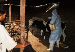 واردات ۲.۵ میلیون دُز واکسن جدید تب برفکی؛ شناسایی ۵۰۷ کانون بیماری