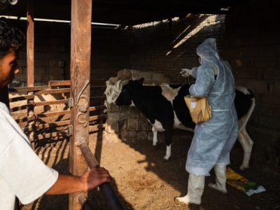 واردات ۲.۵ میلیون دُز واکسن جدید تب برفکی؛ شناسایی ۵۰۷ کانون بیماری