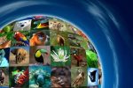 تنوع زیستی و برنامههای جهانی پیشرو