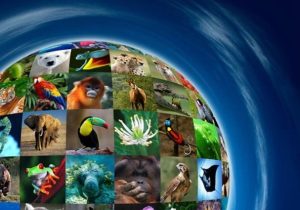 تنوع زیستی و برنامههای جهانی پیشرو