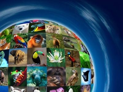 تنوع زیستی و برنامههای جهانی پیشرو