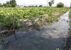سهم ۹۰ درصدی بخش کشاورزی از مصرف آب کشور دقیق نیست