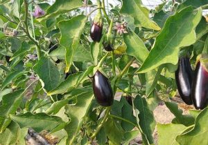 ۸۰ درصد گلخانهها به کشت سبزیجات اختصاص دارد؛ پیشتازی تهران