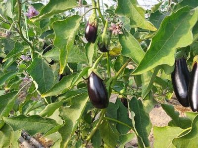 ۸۰ درصد گلخانهها به کشت سبزیجات اختصاص دارد؛ پیشتازی تهران