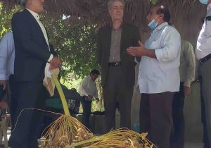 نخلستان‌ها بدون مدیریت علمی آب و انتخاب ارقام مقاوم، توان مقابله با تغییر اقلیم را ندارند