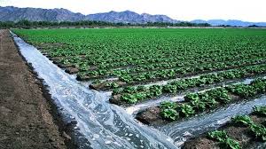 گذار از کشاورزی سنتی به نوین اولویت توسعه زنجان است