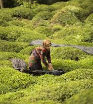 پرداخت تسهیلات کمبهره به چایکاران شمال کشور آغاز شد