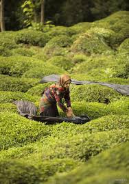 پرداخت تسهیلات کمبهره به چایکاران شمال کشور آغاز شد