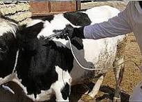 واکسیناسیون جمعیت دامی ادامه دارد