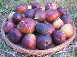 استبهان ایران ۳.۵ درصد انجیرستان های جهان را در اختیار دارد