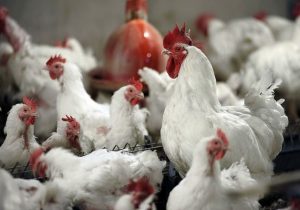 نهاده دامی؛ قطاری که به مقصد نرسید