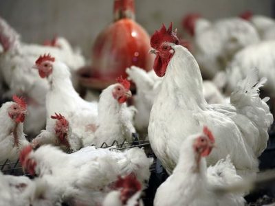 نهاده دامی؛ قطاری که به مقصد نرسید