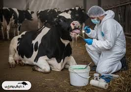 «تب برفکی» به انسان منتقل میشود؟