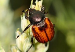 توصیههای فنی برای مبارزه با سوسکهای سیاه و قهوهای گندم