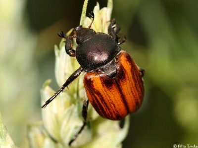 توصیههای فنی برای مبارزه با سوسکهای سیاه و قهوهای گندم