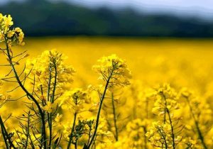 خشکسالی سطح کشت کلزای خراسان شمالی را ۲۷ درصد کاهش داد