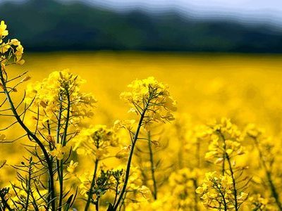 خشکسالی سطح کشت کلزای خراسان شمالی را ۲۷ درصد کاهش داد