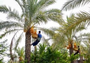 تولید ۲۱۰ هزار تن خرما در استان بوشهر
