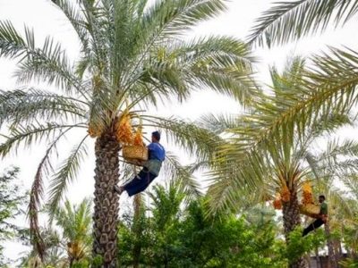 تولید ۲۱۰ هزار تن خرما در استان بوشهر