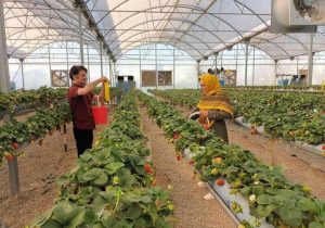 هشدار جدی به گلخانه‌داران آذربایجان‌غربی هم‌زمان با کاهش دما