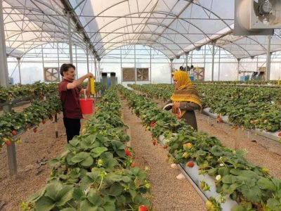 هشدار جدی به گلخانه‌داران آذربایجان‌غربی هم‌زمان با کاهش دما