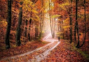 آفت کشاورزی در کنار جنگلها