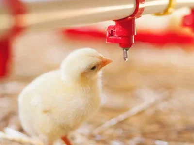 تولید نخستین مکمل آشامیدنی برای تقویت سیستم ایمنی مخاطی طیور در ایران و خاورمیانه