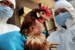 آنفلوآنزای پرندگان؛ از ویروسهای خطرناک تا تهدیدات احتمالی برای سلامت انسان