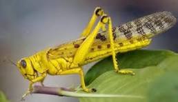 همکاری‌های منطقه‌ای و بین المللی برای مقابله با ملخ صحرایی ضروری است