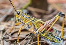 سالانه ۱۰۰ میلیارد تومان اعتبار برای مبارزه با ملخ صحرایی مورد نیاز است