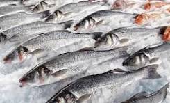 توسعه اقتصاد دریامحور با هدف‌گذاری تولید ۲.۶ میلیون تن محصولات آبزی