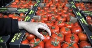 هیچ تعرفه‌ای برای گوجه‌فرنگی اعمال نخواهد شد