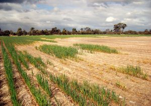 همه با هم حافظ زمین باشیم هفتم بهمن، یادآور نقش سازمان امور اراضی در امنیت غذایی کشور