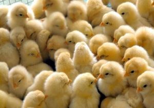 ۲۱ میلیون قطعه جوجه‌ریزی در مازندران ثبت شد