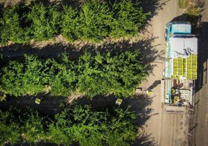 بیش از نیمی از محصول مرکبات امسال گیلان در سبد برداشت