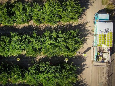 بیش از نیمی از محصول مرکبات امسال گیلان در سبد برداشت