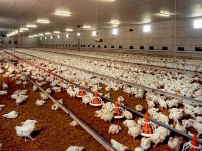 تیر رانتخواران برای ایجاد اختلال در بازار مرغ به سنگ خورد!