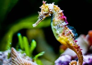 ایران به جمع کشورهای تکثیر صنعتی اسبک دریایی جهان پیوست