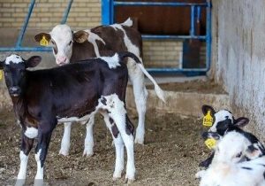 آیین‌نامه الزام «بیمه فراگیر دام» در حال تدوین است