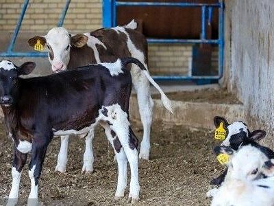 آیین‌نامه الزام «بیمه فراگیر دام» در حال تدوین است