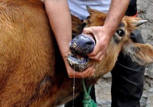 پایان سویه جدید تب برفکی در کشور