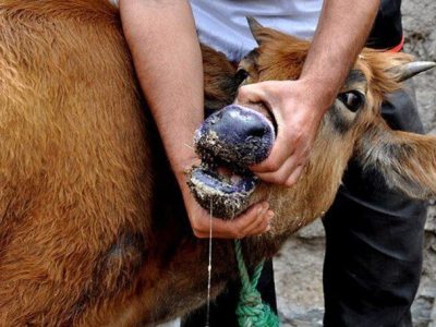 پایان سویه جدید تب برفکی در کشور